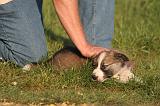 BORDER COLLIE 016